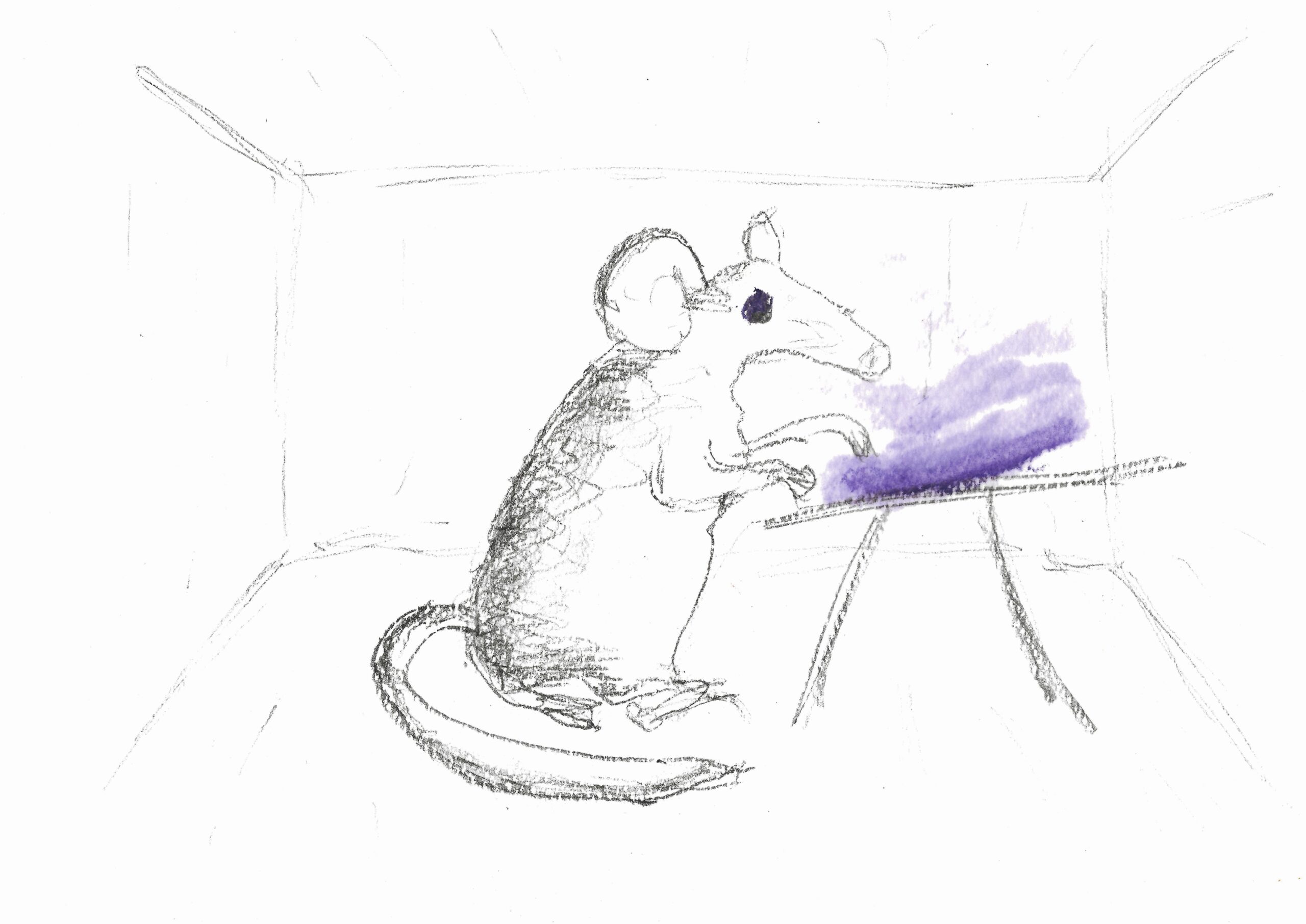 the mouse